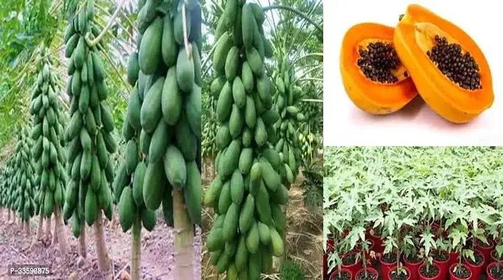 Live Nature Papaya Seeds- 50 Seeds-thumb0