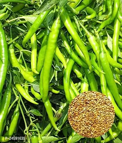 Chilly Vegetable Seeds 100 gm-thumb0