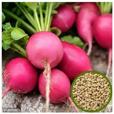 Beetroot Vegetable Seeds 100 gm