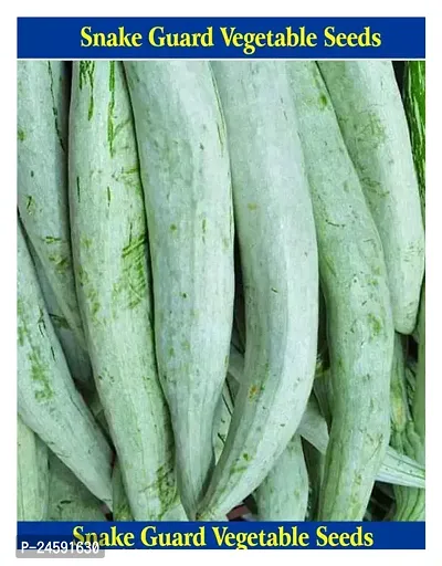 Snake Guard Vegetable Seeds 100 gm