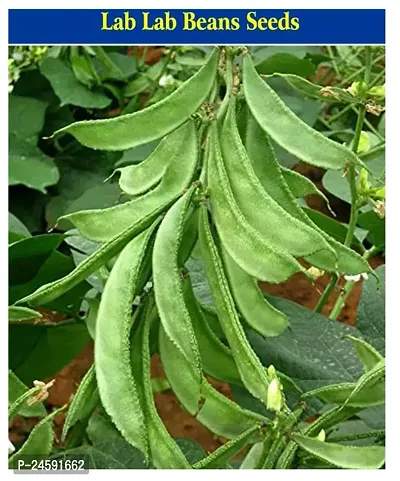 Lab Lab Beans Seeds 100 gm