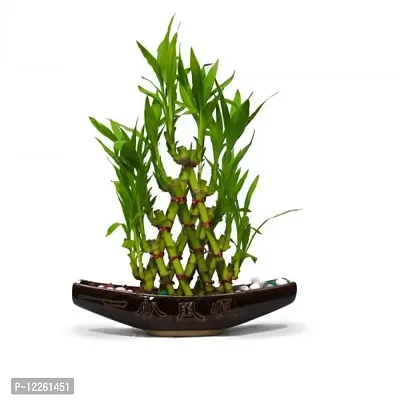 Pyramid Lucky Bamboo Plant Without Pot For Gifting | Home Decor | Tabletop | Office Desk (Three Layer)-thumb0