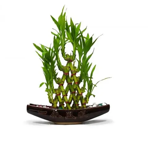 Pyramid Lucky Bamboo Plant Without Pot For Gifting | Home Decor | Tabletop | Office Desk (Three Layer)