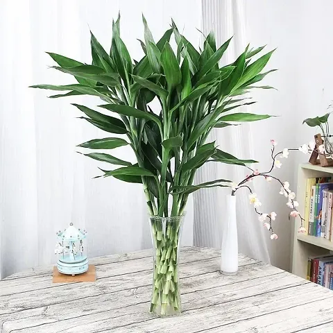 Lucky Bamboo Straight Sticks 60 cm Live Plant (Pack of 10) Green