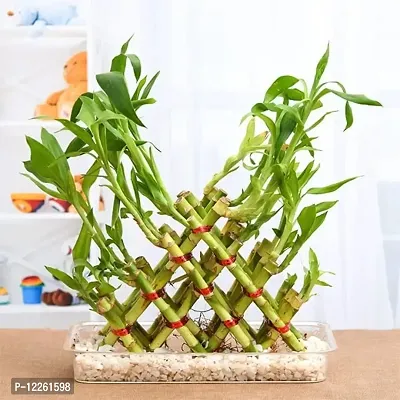 Pyramid Lucky Bamboo Plant Without Pot For Gifting | Home Decor | Tabletop | Office Desk (Five Layer)-thumb0