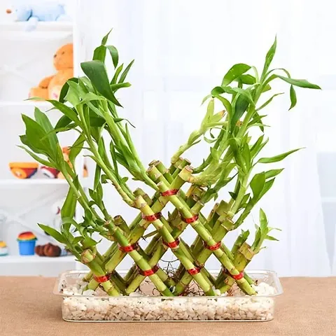Pyramid Lucky Bamboo Plant Without Pot For Gifting | Home Decor | Tabletop | Office Desk (Five Layer)