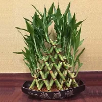 Pyramid Lucky Bamboo Plant Without Pot For Gifting | Home Decor | Tabletop | Office Desk (Five Layer)-thumb1