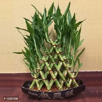 Pyramid Lucky Bamboo Plant Without Pot For Gifting | Home Decor | Tabletop | Office Desk (Five Layer)-thumb2