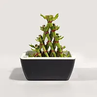 Pyramid Lucky Bamboo Plant Without Pot For Gifting | Home Decor | Tabletop | Office Desk (Three Layer)-thumb3