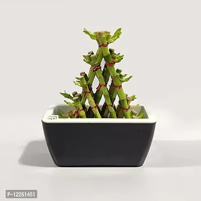 Pyramid Lucky Bamboo Plant Without Pot For Gifting | Home Decor | Tabletop | Office Desk (Three Layer)-thumb4