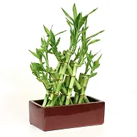 Pyramid Lucky Bamboo Plant Without Pot For Gifting | Home Decor | Tabletop | Office Desk (Three Layer)-thumb4