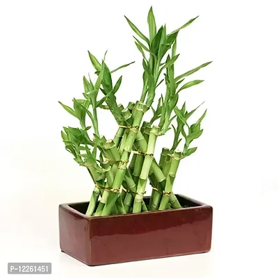 Pyramid Lucky Bamboo Plant Without Pot For Gifting | Home Decor | Tabletop | Office Desk (Three Layer)-thumb5