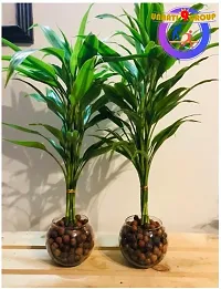 Lucky Bamboo Straight Sticks 60 cm Live Plant (Pack of 5) Green-thumb1