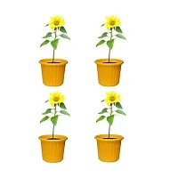 AASHU Round Plastic Planter Pots ,10 Inch,Colour - Yellow-Pack of 1-thumb1