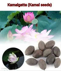 Kamal Gatta Seed, Raw Lotus Seeds (for Pooja, Laxmi Havan, Home Gardening) Rosary of Kamal Gatta, Kamalgatta, Makhana Seed-thumb3