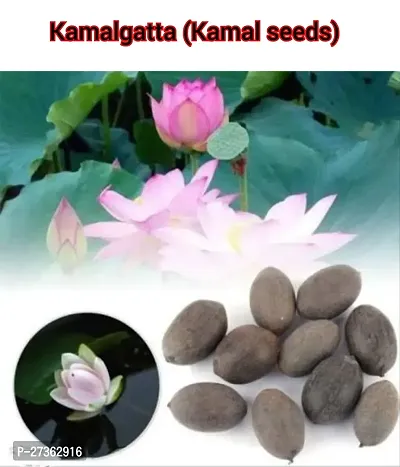 Kamal Gatta Seed, Raw Lotus Seeds (for Pooja, Laxmi Havan, Home Gardening) Rosary of Kamal Gatta, Kamalgatta, Makhana Seed-thumb4