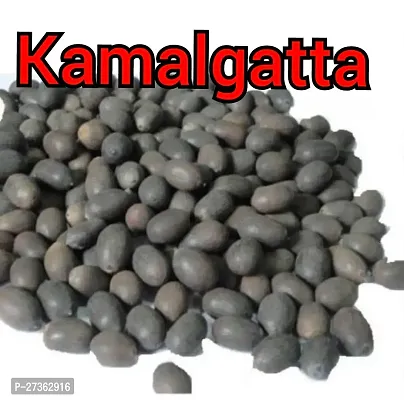 Kamal Gatta Seed, Raw Lotus Seeds (for Pooja, Laxmi Havan, Home Gardening) Rosary of Kamal Gatta, Kamalgatta, Makhana Seed-thumb5