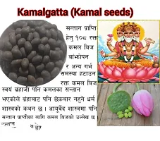 Kamal Gatta Seed, Raw Lotus Seeds (for Pooja, Laxmi Havan, Home Gardening) Rosary of Kamal Gatta, Kamalgatta, Makhana Seed-thumb1