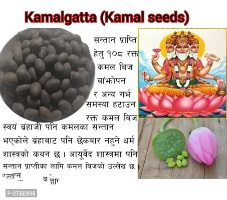 Kamal Gatta Seed, Raw Lotus Seeds (for Pooja, Laxmi Havan, Home Gardening) Rosary of Kamal Gatta, Kamalgatta, Makhana Seed-thumb2