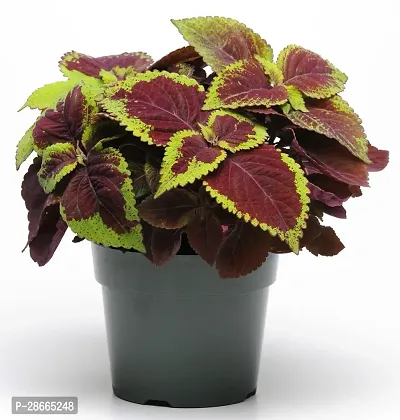 Platone Coleus Plant RS-Coio