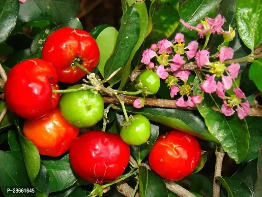 Platone Cherry Fruit Plant Cherry Fruit Plant