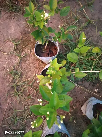 Platone Jasmine Plant FFR4-juhi flower-thumb2