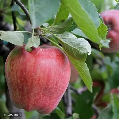 Platone Apple Plant APPLE PLANT EWSS-thumb3