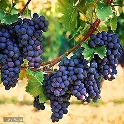 Platone Grapes Plant Black A grapes plant-thumb2