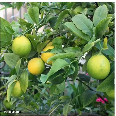 Platone Lemon Plant Gandharaj Lemon Fruit plant-thumb0