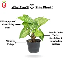 Platone Syngonium Plant Ultima Gardening, Syngonium Green Ornamental Indoor Plant-thumb1