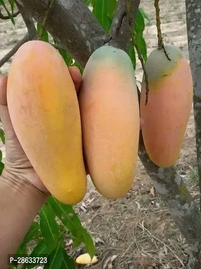 Platone Mango Plant Hybrid Rare Thailand Variety Mango Live Plant. Thai banana Shaped mango.CF00991-thumb2