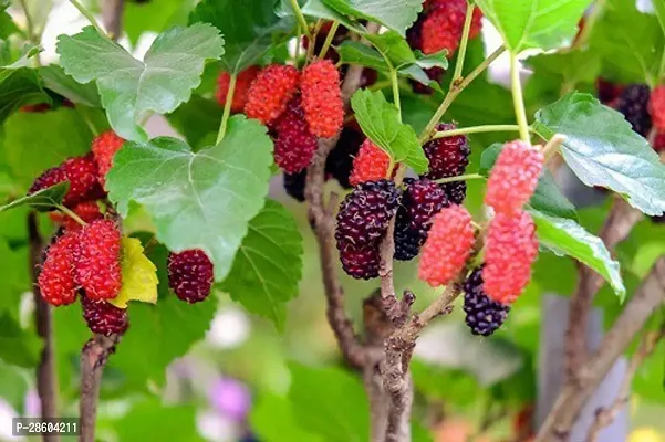 Platone ShahtootMulberry Plant shahtoot 0089