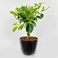 Platone Ficus Bonsai Plant ficus palnt 33-thumb1