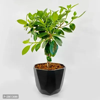 Platone Ficus Bonsai Plant ficus palnt 33-thumb2