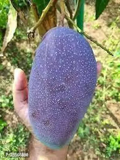 Platone Mango Plant Indian Black stone mango plant