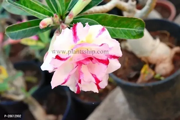 Platone Adenium Plant ADENIUM PLANT ZZ2W