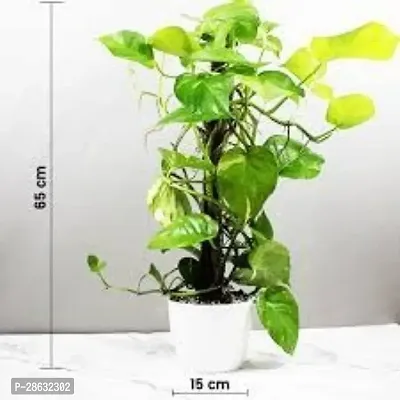 Platone Money Plant Money plant Air Lear Hybrid Lucky Plant FN3862