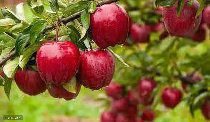 Platone Apple Plant Red Delicious apple