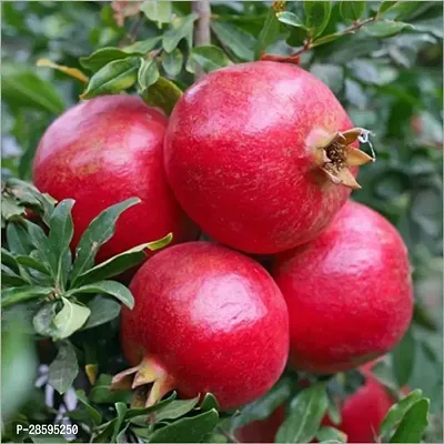 Platone Pomegranate Plant DALIM PLANT-thumb0