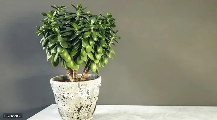 Platone Jade Plant Very Rear NASA Recommended Hybrid Jade Live PlantV-8-thumb0