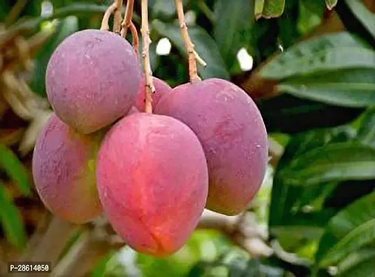 Platone Mango Plant Gulab Khaas Mango-01