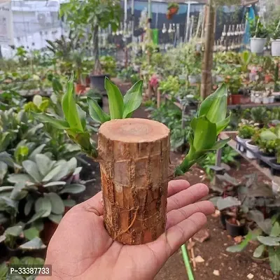 Brazil Bamboo Long Live Plant without Pot-thumb3