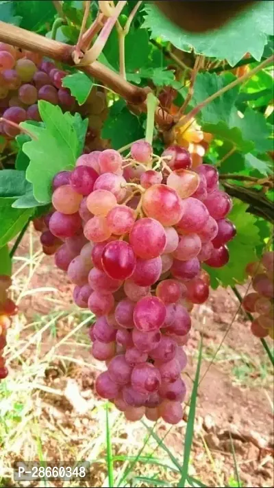 Platone Grapes Plant Angur333