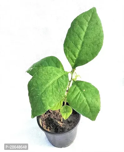 Platone Bel Plant Live Bel PatraBilve Tree Fruit Plants