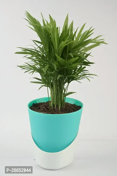 Platone Areca Palm AVR Areca Palm Natural Live Indoor Plant in 2 Shade Round Self Watering Pot, Pack of 1 (TurquoiseWhite)-thumb0