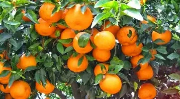 Platone Orange Plant Orange Fruit Plant-thumb1