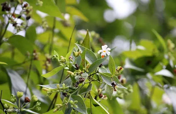 Platone ParijatHarsingar Plant Parijat PlantShiuli-thumb0