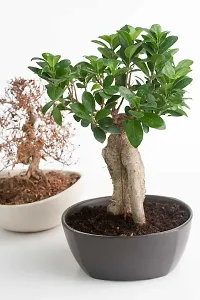 Platone Ficus Plant Chinese banyanChinese GemMoneyficus Microcarpa live plantV-4-thumb1