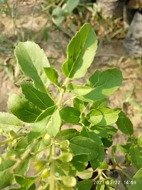 Platone Tulsi Plant Tulsi 201-thumb2