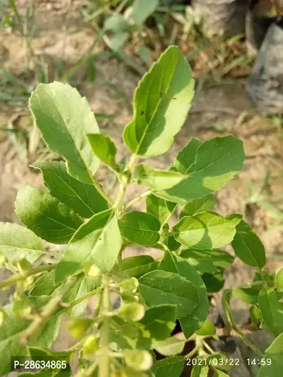 Platone Tulsi Plant Tulsi 201-thumb3